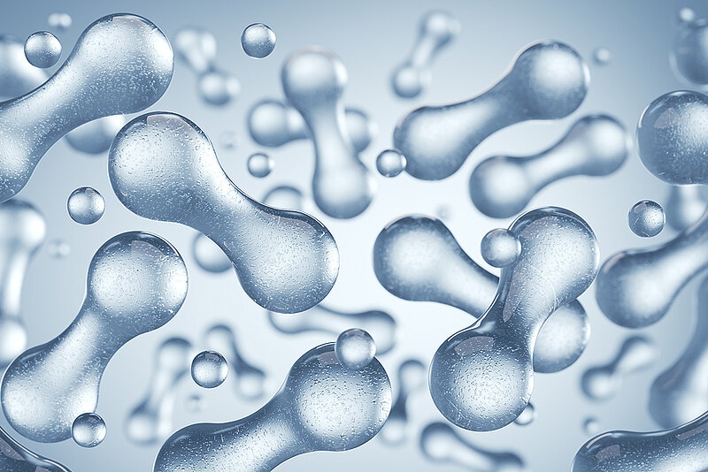 Grau-blaue Lactobacillus