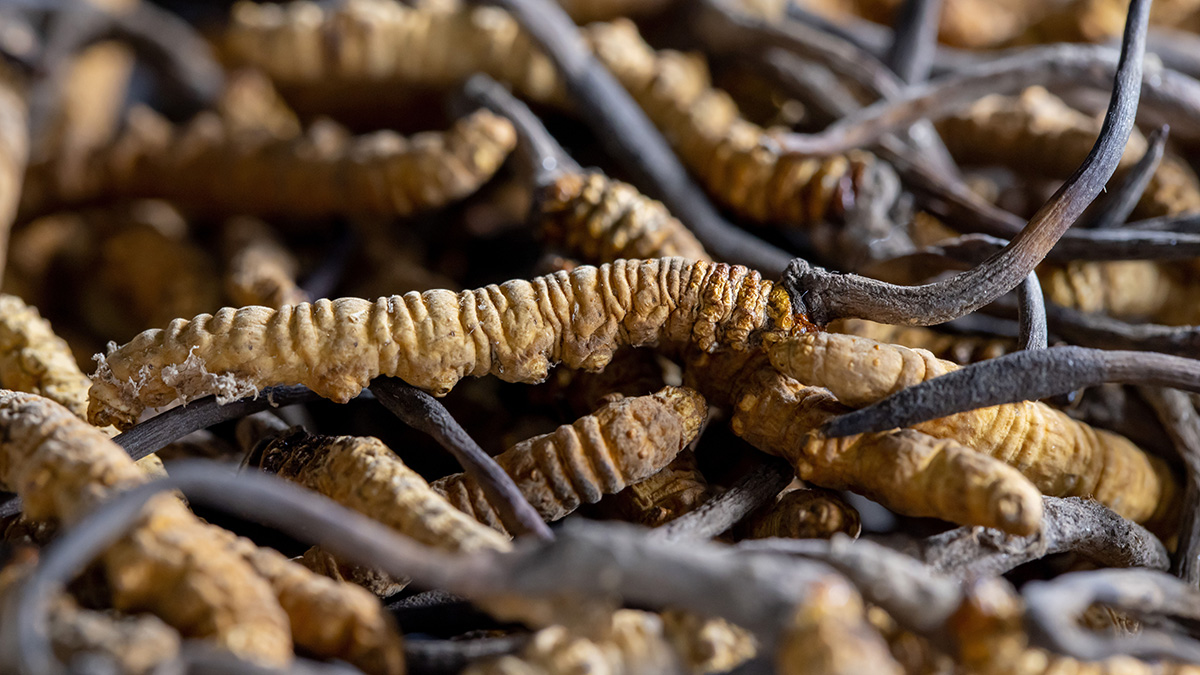 Cordyceps Pilze sehen aus wie kleine Raupen und wachsen zwischen Wurzeln. Nahaufnahme.