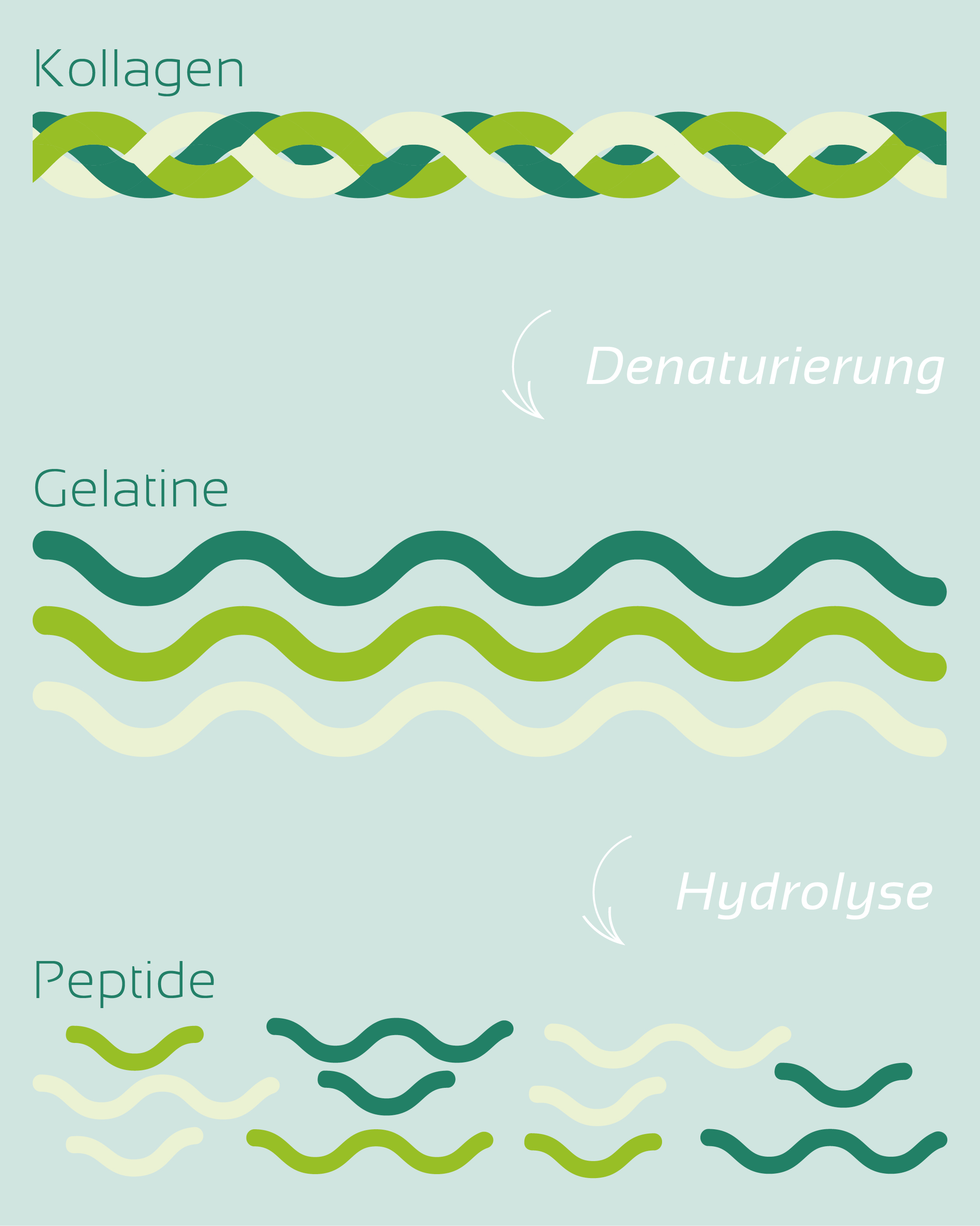 Geflochtener Kollagenstrang, darunter 3 einzelne Gelatinstränge, darunter einzelne Peptidstücke