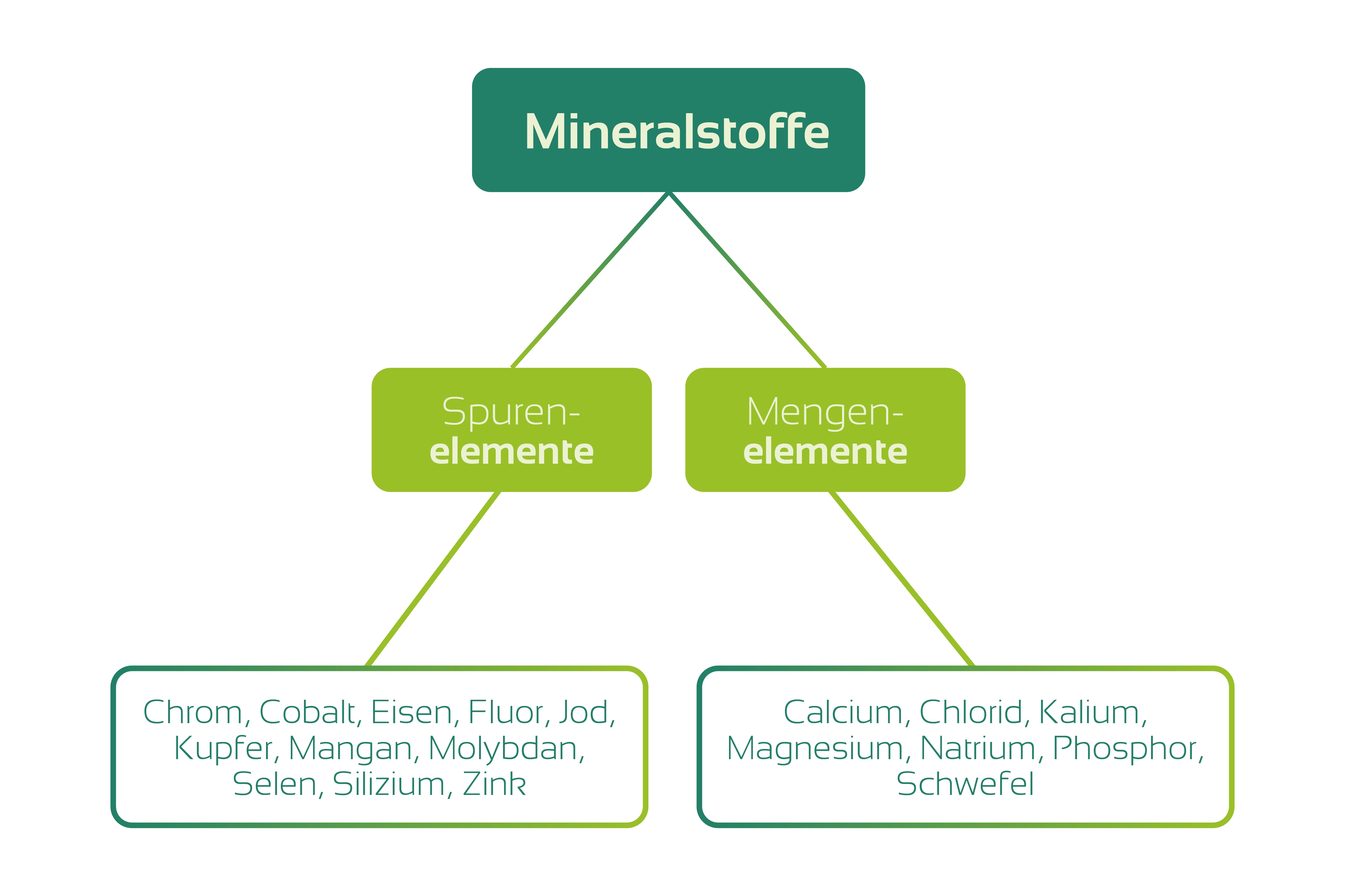 Aufteilung der Mineralstoffe in Spuren- und Mengenelemente