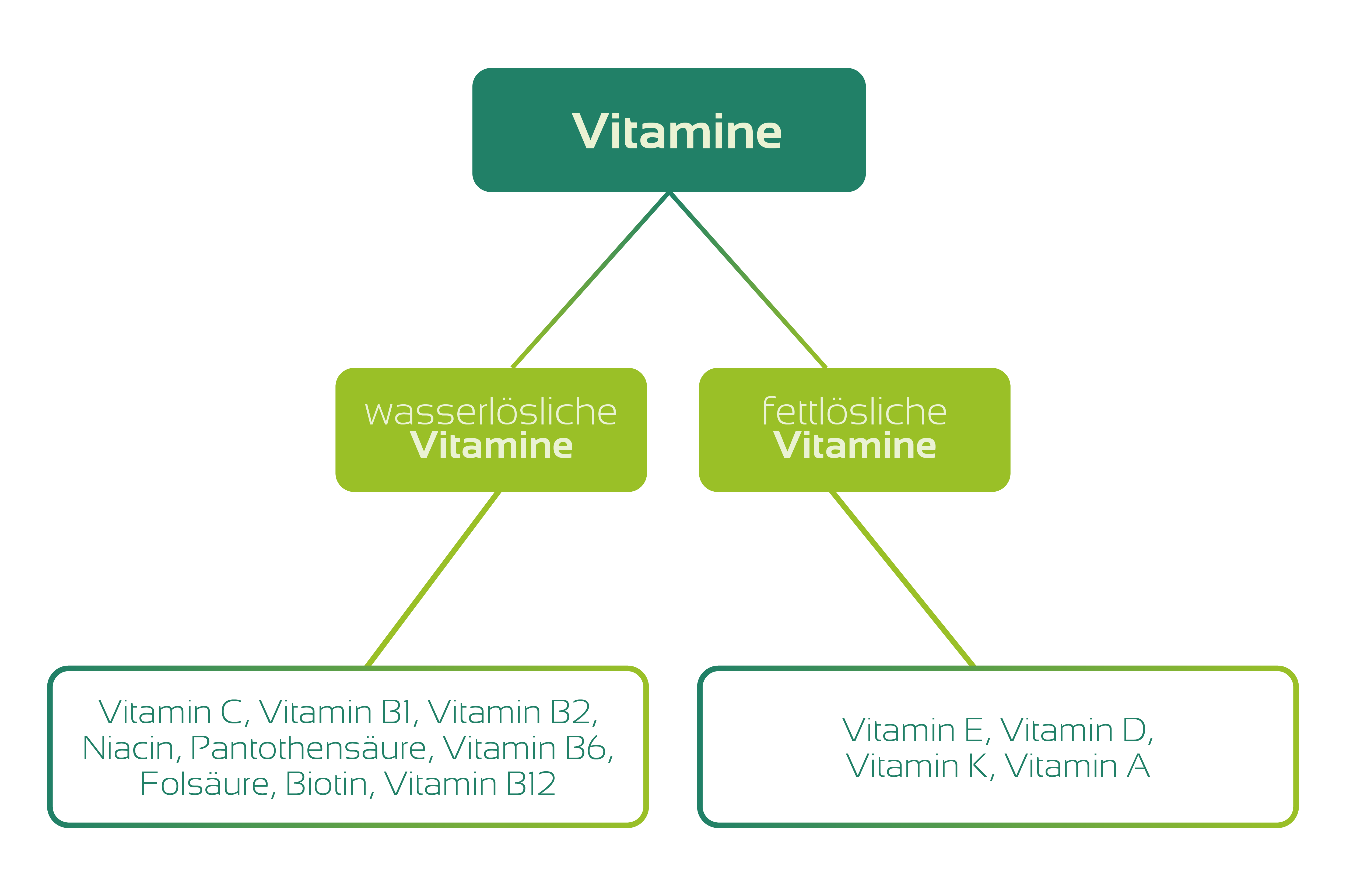 Aufteilung der Vitamine in Wasser- und Fettlösliche Vitamine