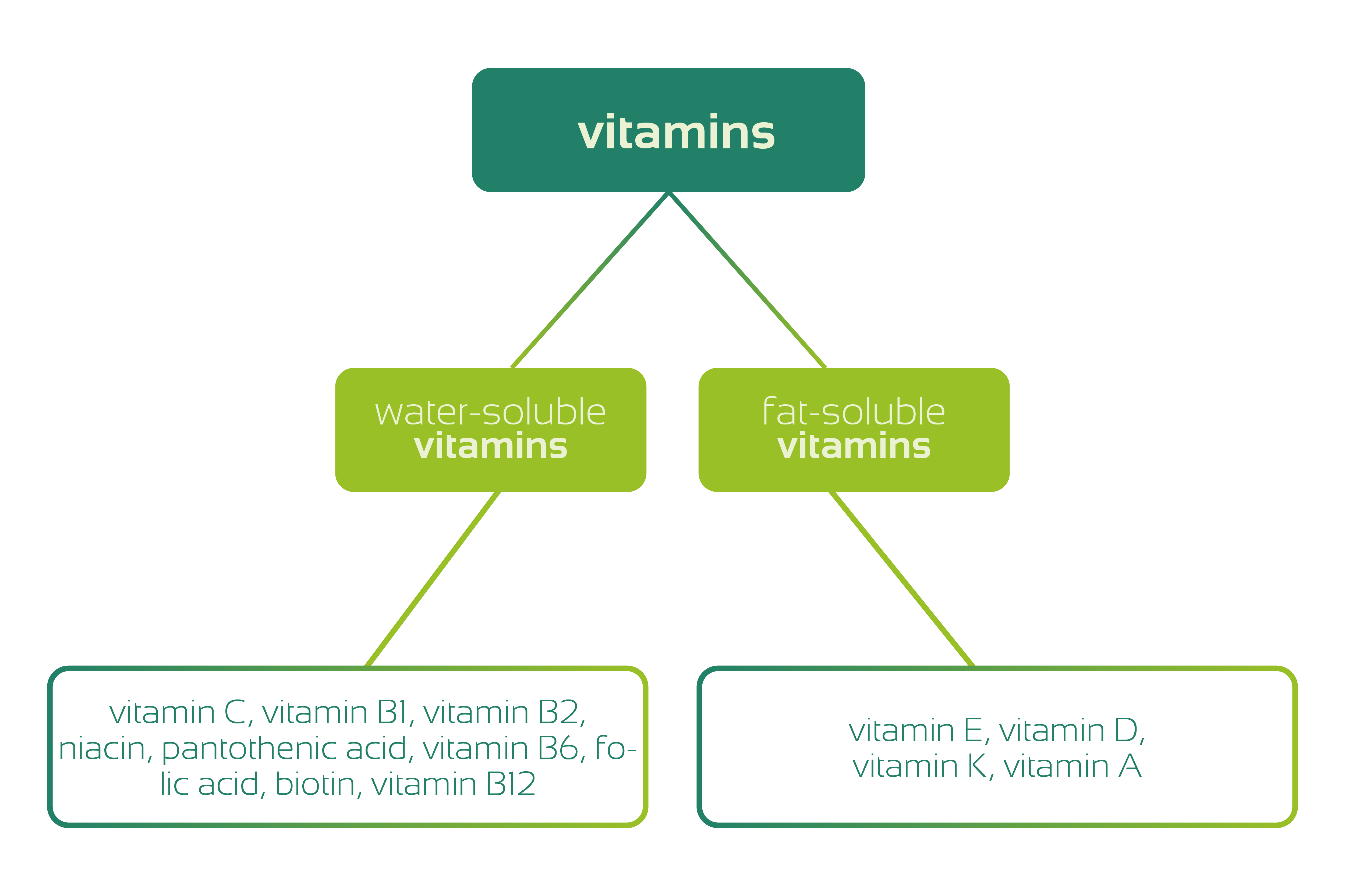Classification of vitamins into water-soluble and fat-soluble vitamins