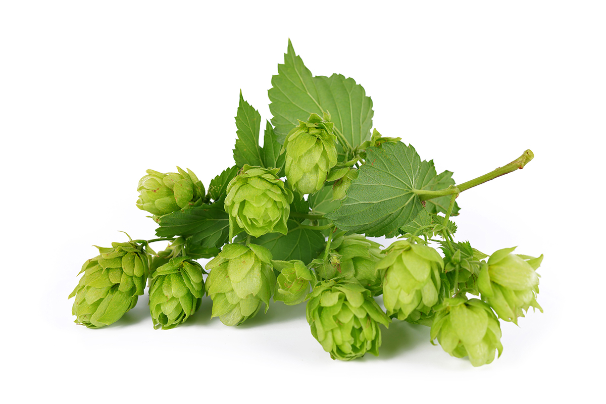 Hopfendolten