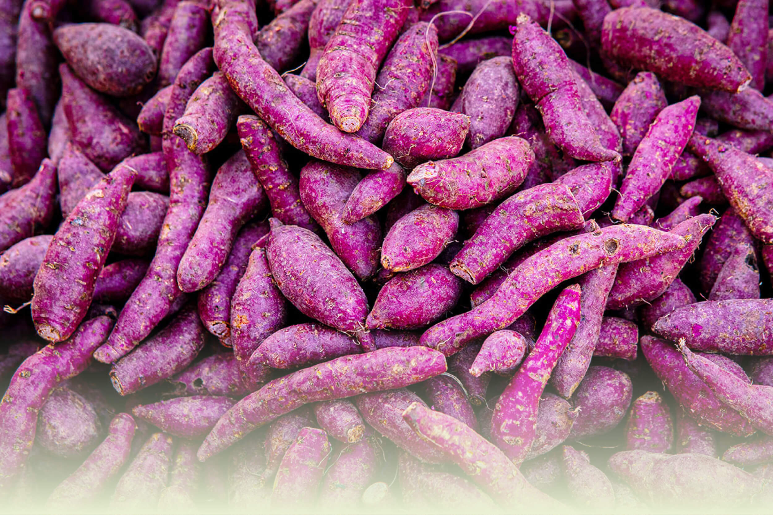 Ube-Wurzeln auf einem Haufen